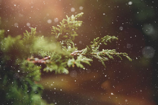 Winter_image_by_Pexels_photos